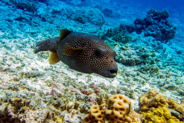 istock Whitespotted Puffer fish  (Arothron hispidus) - close up 925032790