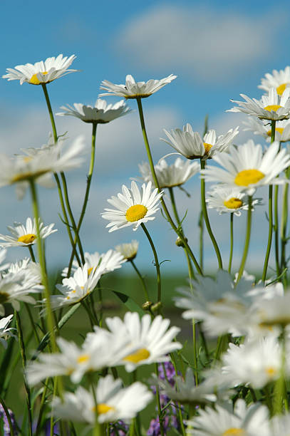 Daisies and Sky stock photo