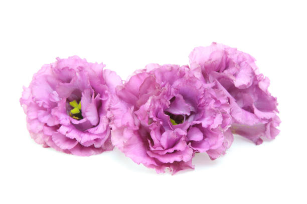 istock flower head of Eustoma in a white background 925033200