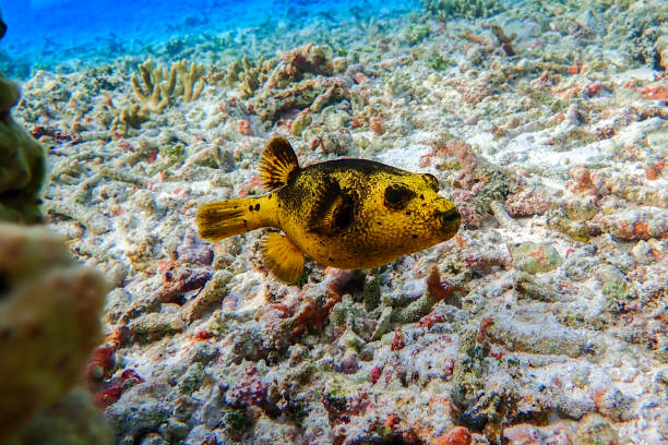 Spotted or Dog Faced Puffer fish Arothron nigropunctatus Spotted or Dog Faced Puffer fish Arothron nigropunctatus,close up dendrochirus stock pictures, royalty-free photos & images