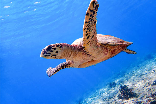 Hawksbill sea turtle swimming in Indian ocean in Maldives stock photo