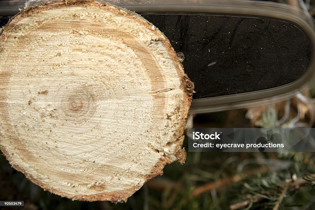 Árbol de Navidad y sierra de cadena - Foto de stock de Árbol de navidad libre de derechos