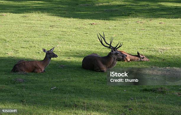 Hirschartige2 Stockfoto und mehr Bilder von Bock - Männliches Tier - Bock - Männliches Tier, Farbbild, Feld