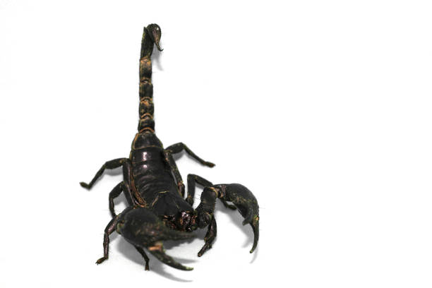istock The scorpion with stains isolated white background. 925035964