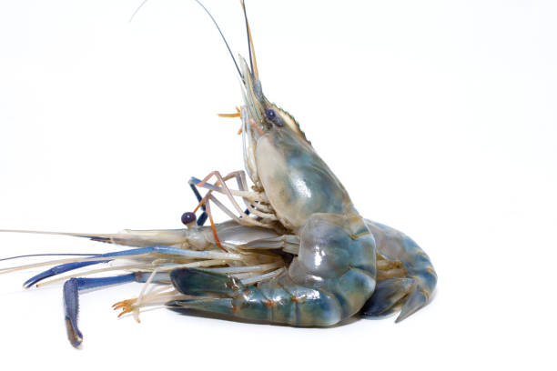 istock Fresh shrimp isolated on white background. 925035988