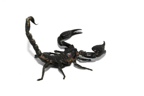 istock The scorpion with stains isolated white background. 925036006