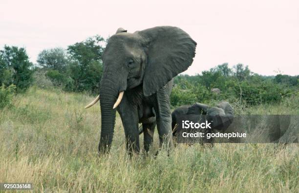 Elefantenmutter Mit Jungem Kalb Stockfoto und mehr Bilder von Afrikanischer Elefant - Afrikanischer Elefant, Elefant, Elefantenkalb