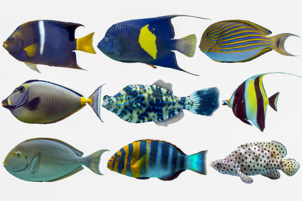 istock Set of sea nr.8- reef fish on white background 925036530
