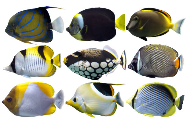 istock Set of sea nr.7- reef fish on white background 925036540