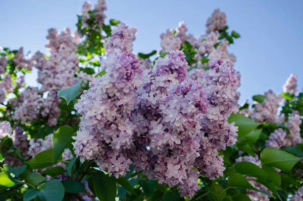 istock beautiful branch of a blossoming lilac 925036628
