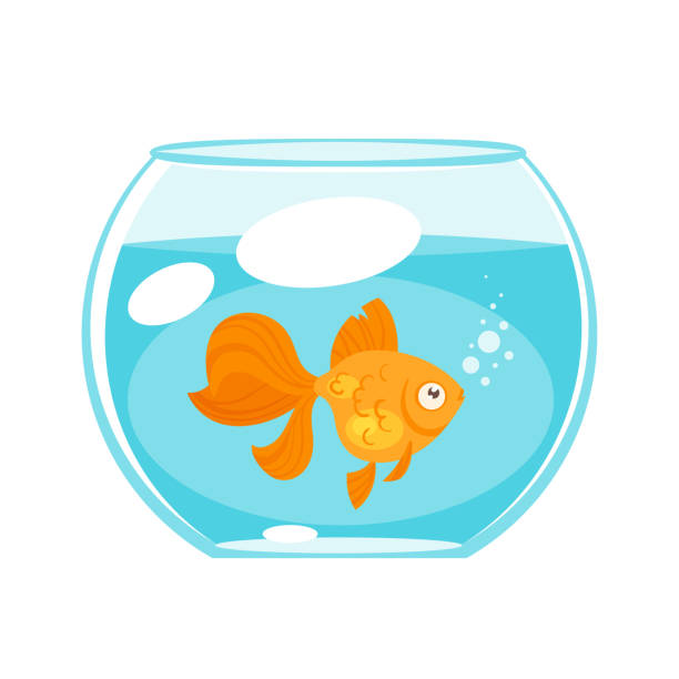 animal pet - gold fish Vector cartoon style illustration of home animal pet - gold fish in aquarium. Isolated on white background. goldfish stock illustrations
