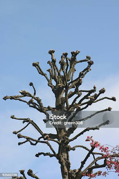 Odd Tree Stock Photo - Download Image Now - Bare Tree, Bizarre, Blue
