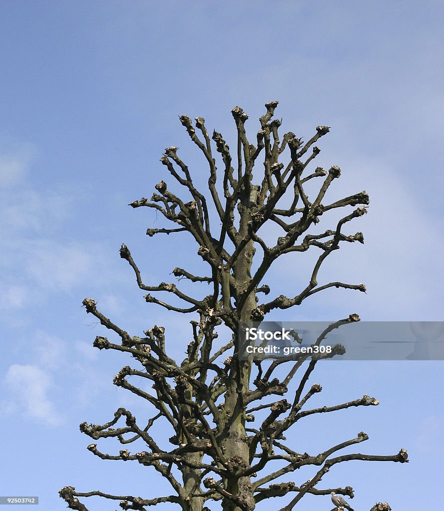 Ugly Tree  Bare Tree Stock Photo
