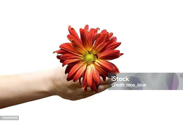 Flor De Primavera - Fotografias de stock e mais imagens de Amarelo - Amarelo, Cabeça de Flor, Caule de planta