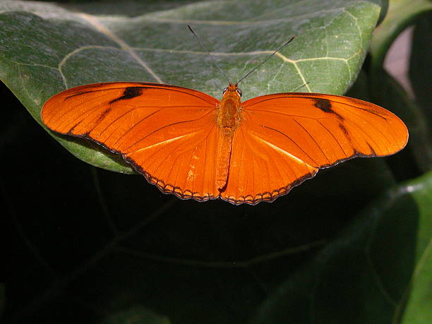 Julia Butterfly  sunning butterfly stock pictures, royalty-free photos & images