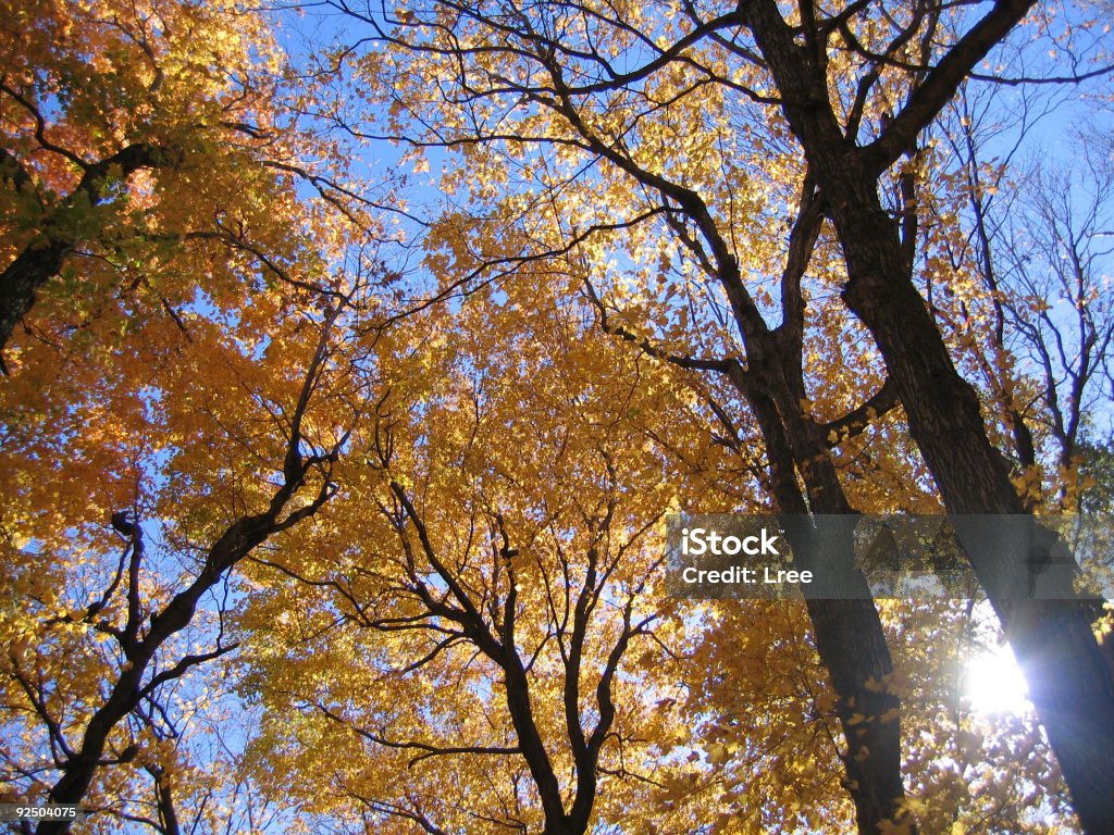 Herbst Canopy - Lizenzfrei Ahorn Stock-Foto