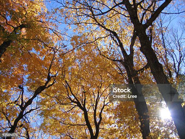 Herbst Canopy Stockfoto und mehr Bilder von Ahorn - Ahorn, Ast - Pflanzenbestandteil, August