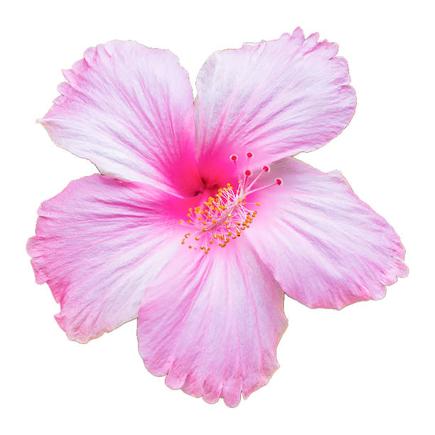 istock Pink hibiscus flower isolated white background 925041148