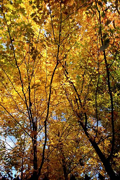 istock Neighborhood Autumn 92504273