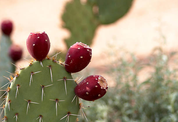 istock Up close view of a prickly pear, with others behind it  92504377