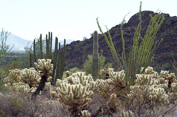 istock Cacti at the Organ Pipe NM 92504379