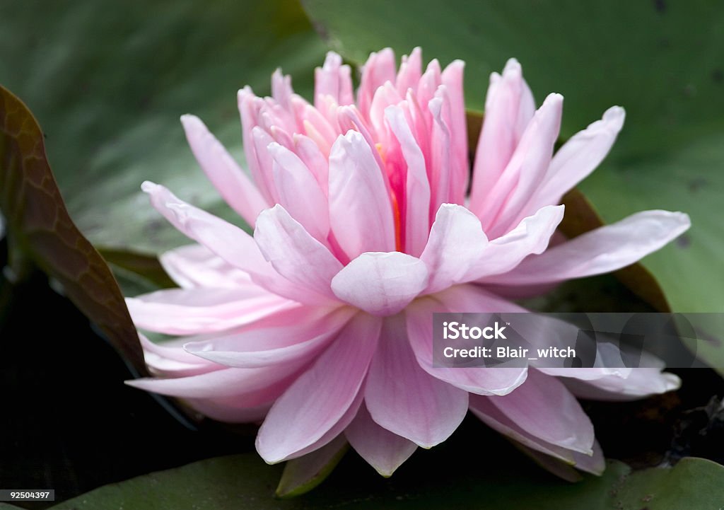 Delikatny różowy waterlily - Zbiór zdjęć royalty-free (Bez ludzi)