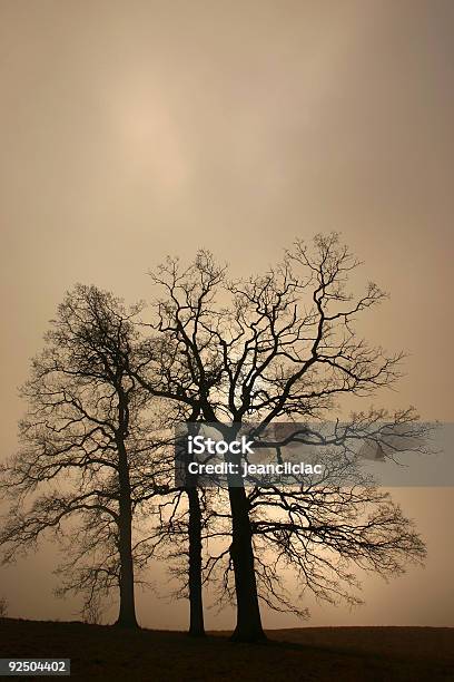 Árbol Foto de stock y más banco de imágenes de Aire libre - Aire libre, Ambiente atmosférico, Boscaje