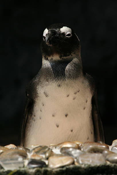 spheniscus demersus - jackass penguin penguin zoo swimming animal - fotografias e filmes do acervo