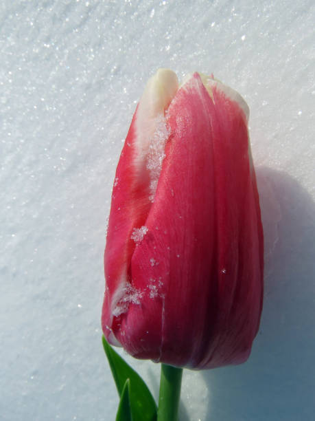 istock Tulips in the snow 925047764