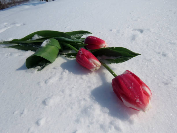 istock Tulips in the snow 925047800