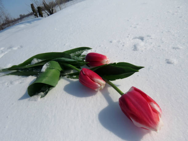 istock Tulips in the snow 925047844