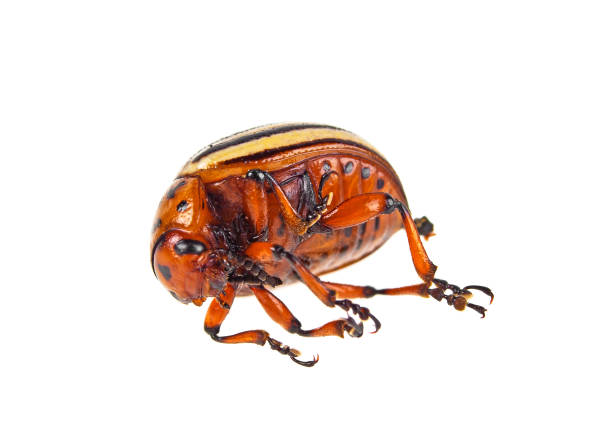 istock Colorado potato beetle on a white background 925048282