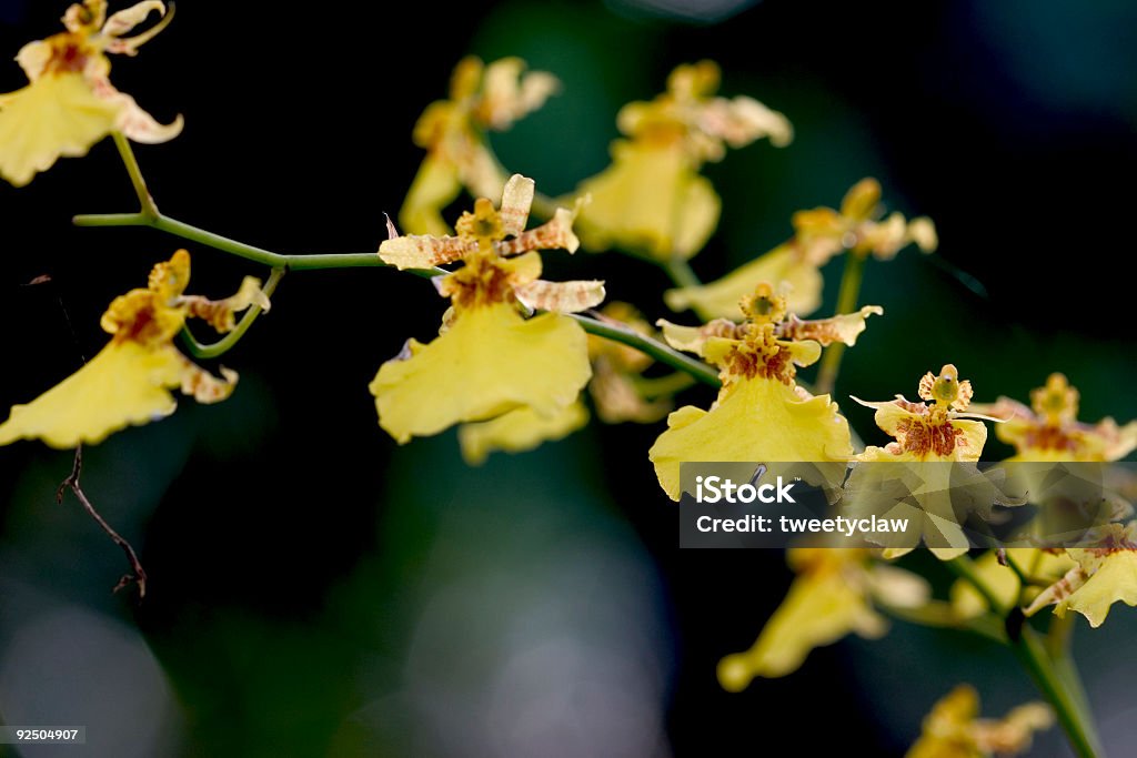 Orquídea de Dama bailando 3 - Foto de stock de Adulto libre de derechos