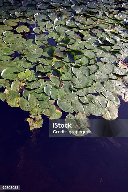 Staw Lilii - zdjęcia stockowe i więcej obrazów Bez ludzi - Bez ludzi, Fotografika, Fotosynteza