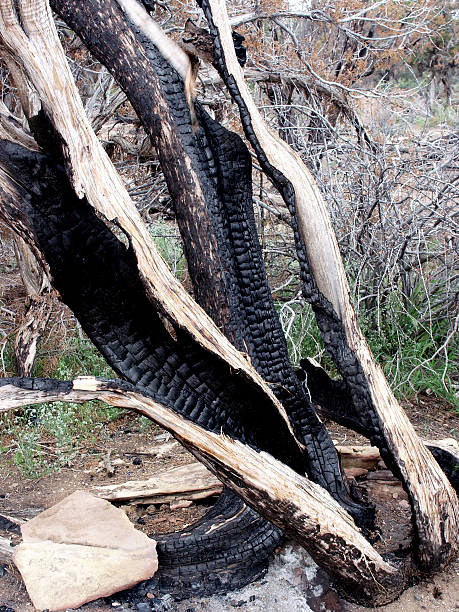 danos causados por incêndio - mesa green green eyes unripe - fotografias e filmes do acervo