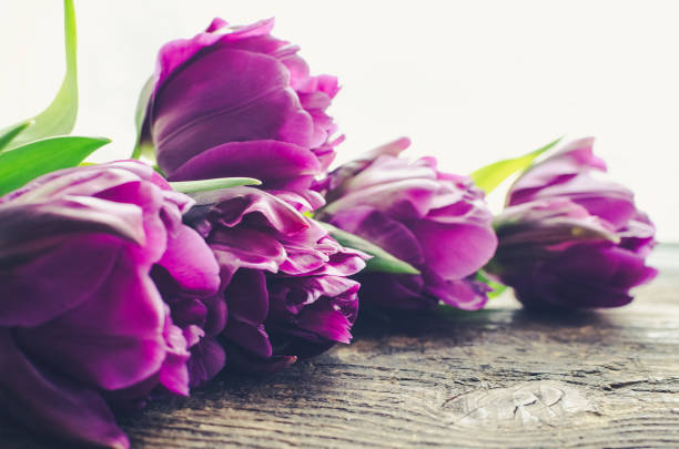 Purple ultraviolet tulips on old rustic wooden background. Valentines, Mothers, Womens Day and greeting concept. Banner template layout mockup for post blog social media. Copy space. Selective focus.