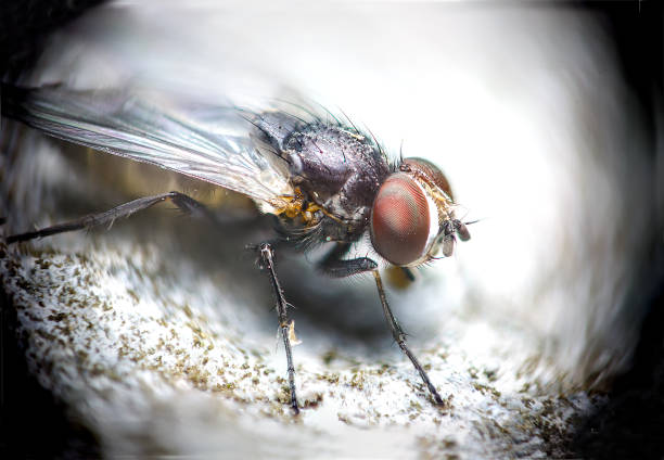 istock Blow fly, carrion fly, bluebottles, greenbottles, or cluster fly 925050856