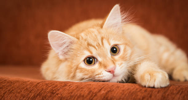 istock Lovely red kitten lies on the couch 925051642