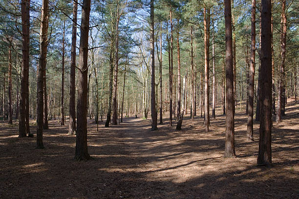 Into the woods (horizontal) stock photo