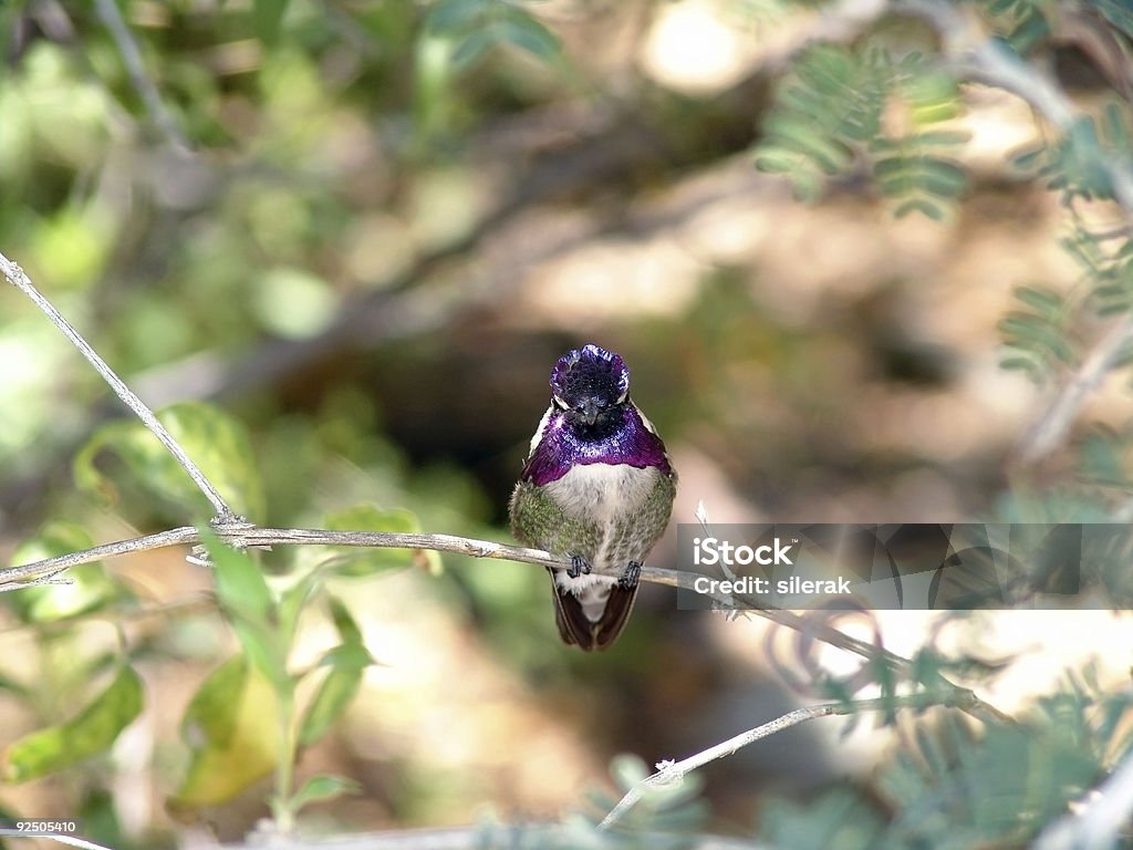 Hummer - Royalty-free Arizona Foto de stock