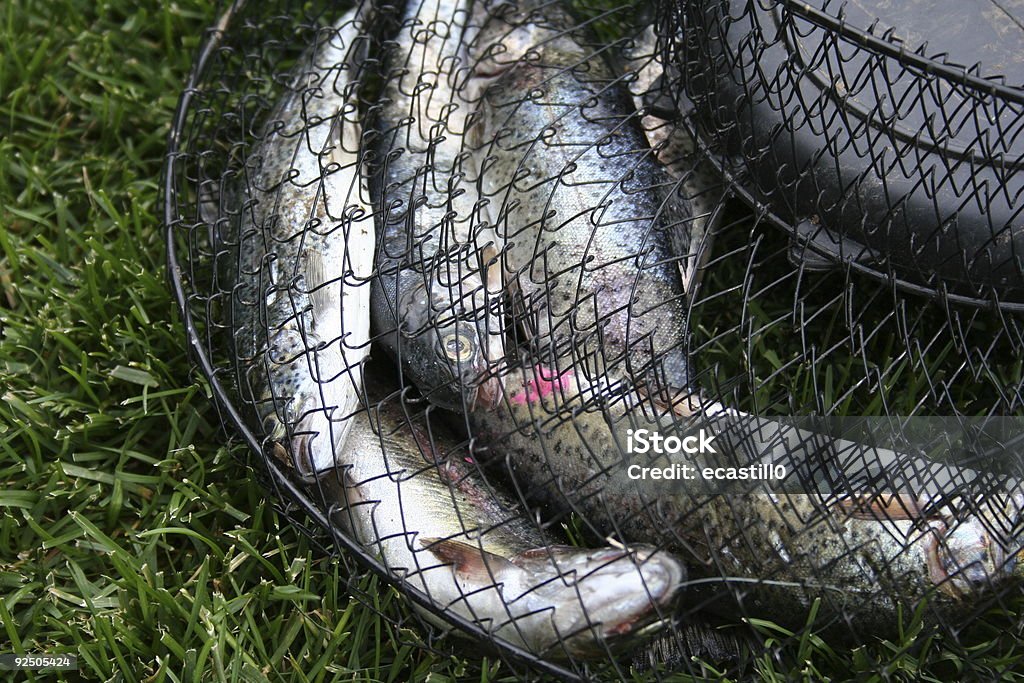 Catch of the Day  Catching Stock Photo