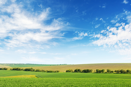 Green spring corn field and blue sky. Copy space.