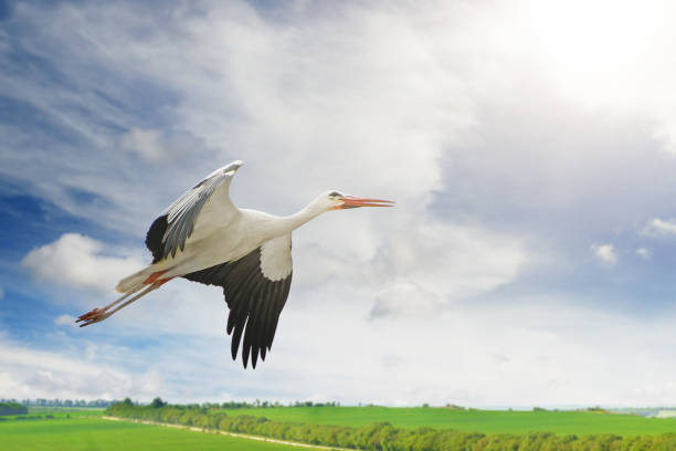 istock Flying stork on background of green spring field 925055052
