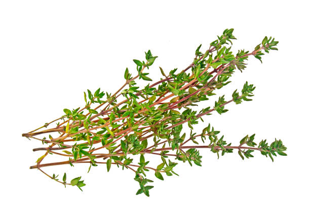 istock Sprig of thyme isolated on a white background 925055184