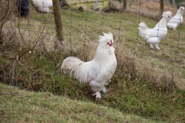 white chicken