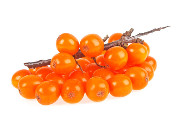istock Sea buckthorn berries branch on a white background 925056008