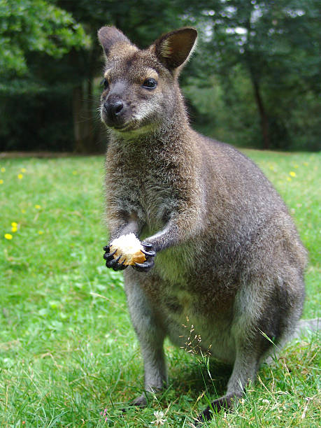 Wallaby. stock photo