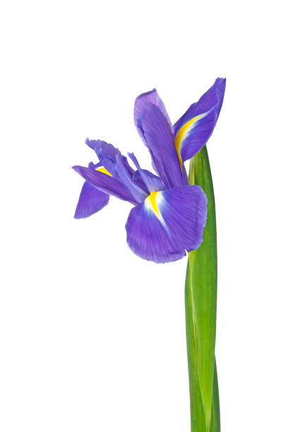 istock Iris flower isolated on a white background, close-up 925056768