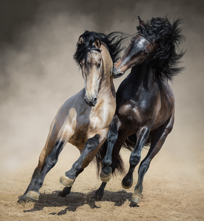 Red-gray Spanish stallion play with dun Spanish stallion in sand dust.