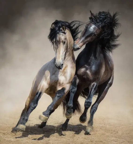 Red-gray Spanish stallion play with dun Spanish stallion in sand dust.